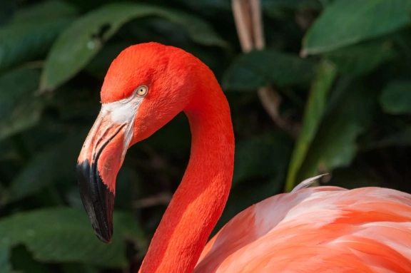 flamingo habitat