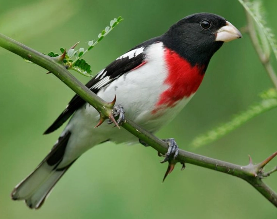 rose breasted grosbeak song