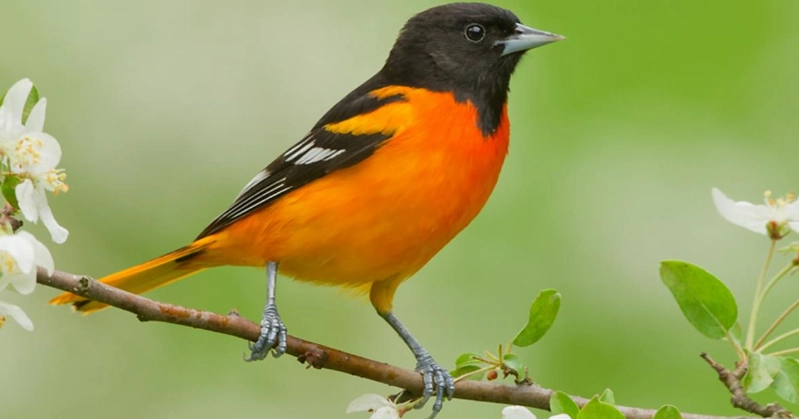 Baltimore Oriole bird