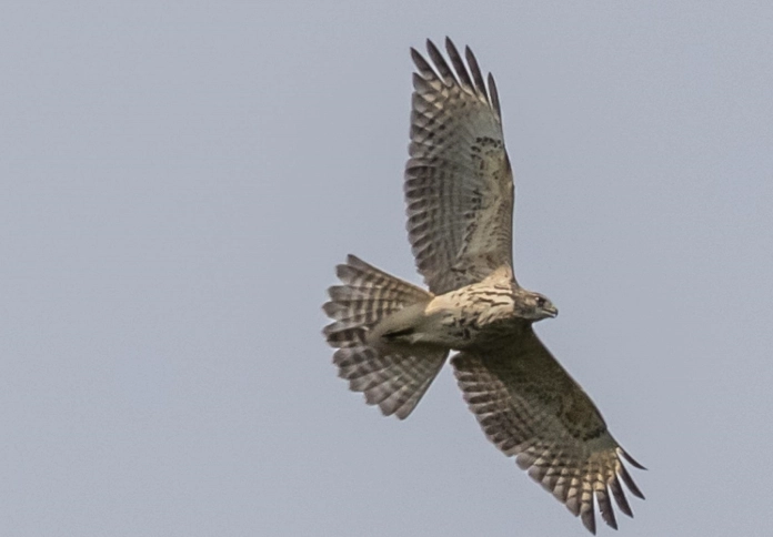 red-tailed hawk feather identification