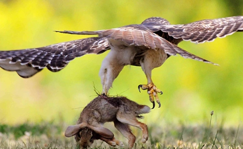 Could a hawk pick up a 20 lb dog?