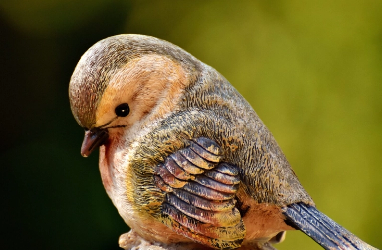 bird age estimation bird age estimation