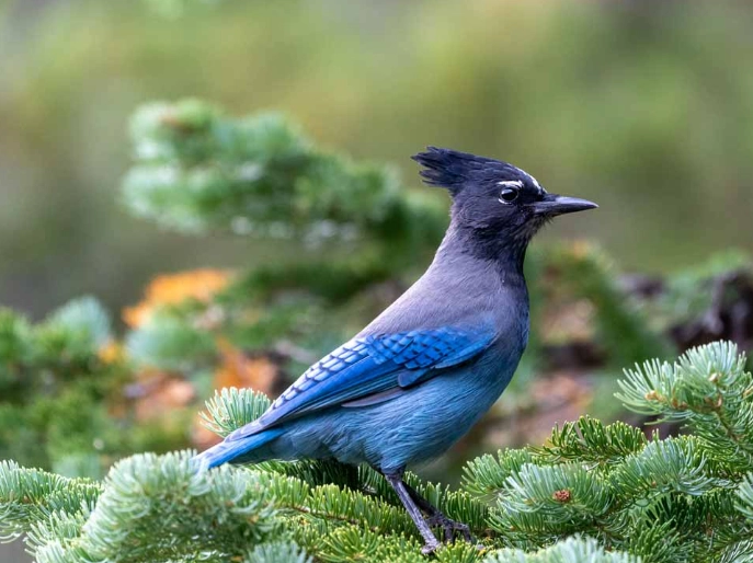 Rocky Mountain birdwatching