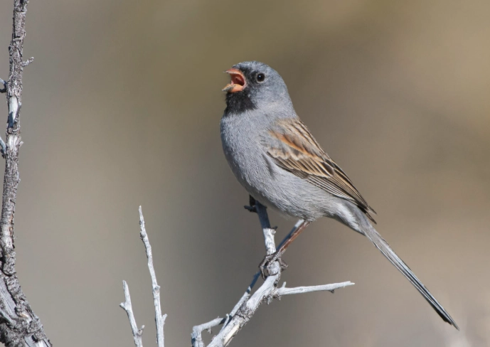 birding in Texas Hill Country birding in Texas Hill Country