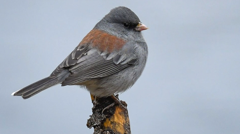 birding in Texas Hill Country birding in Texas Hill Country