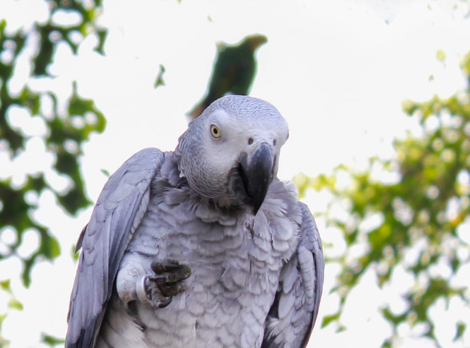bird aging techniques bird aging techniques