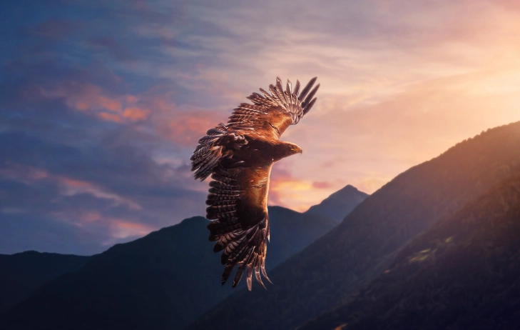 birds of prey identification