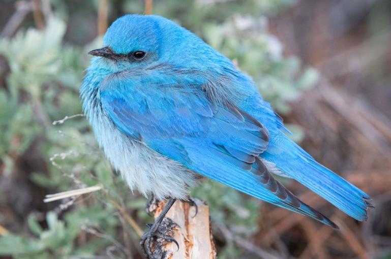 Rocky Mountain birdwatching
