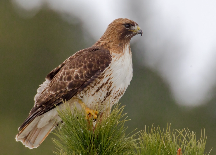 mountain birds of prey