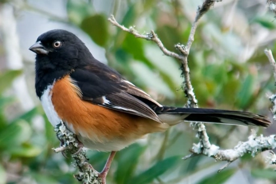 bird aging techniques bird aging techniques