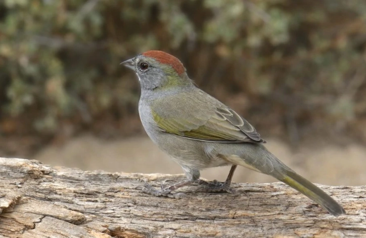 Texas mountain birds Texas mountain birds