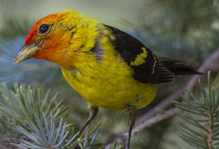 birds of the Rocky Mountains