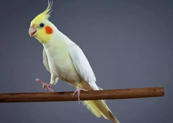 bird age estimation bird age estimation