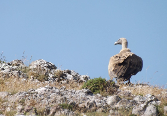 mountain birds of prey