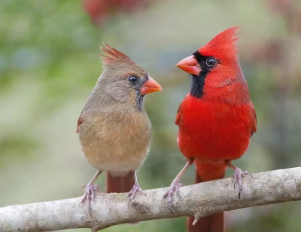 alpine bird species alpine bird species