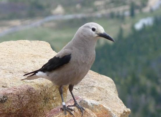 birds of the Rocky Mountains