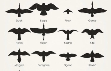 how to tell male and female birds