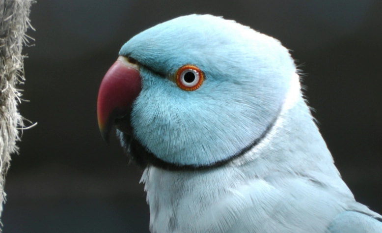 Blue ring around eyes bird