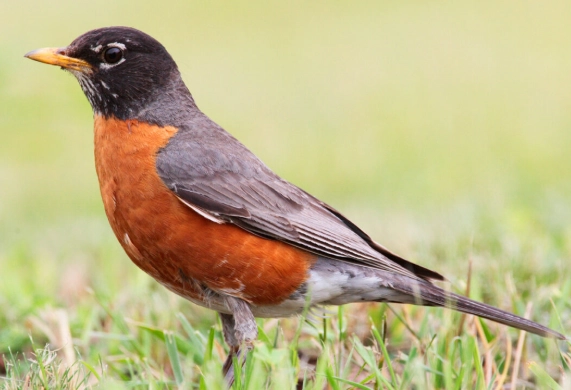 birding identification guide USA birding identification guide USA