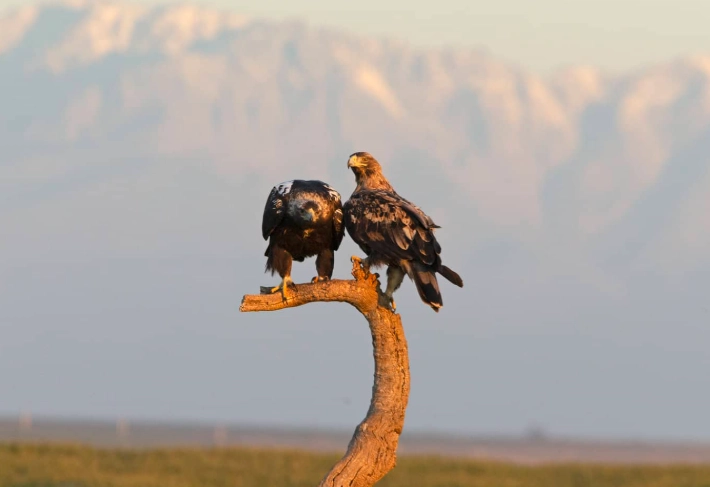 how to identify birds by age and sex