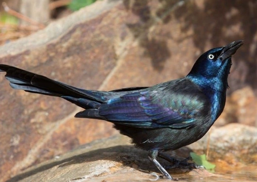 birds with blue eye rings