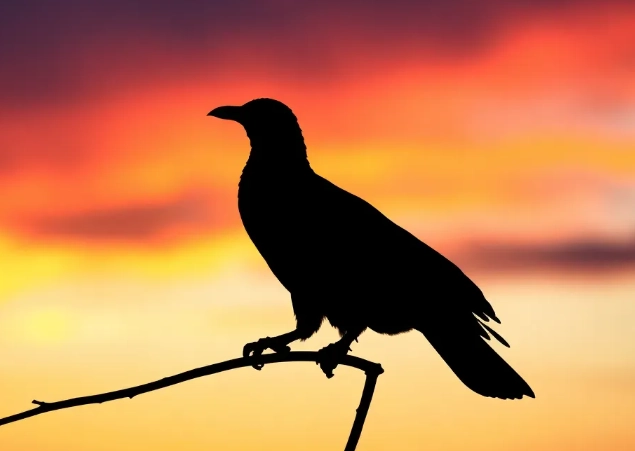 how to identify birds by shape