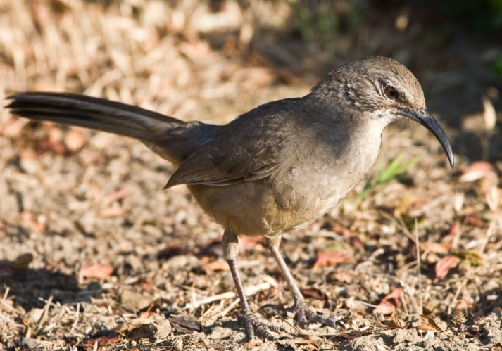 bird identification by age and sex california