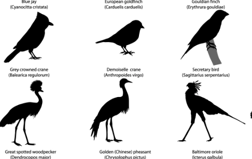 how to identify birds by shape