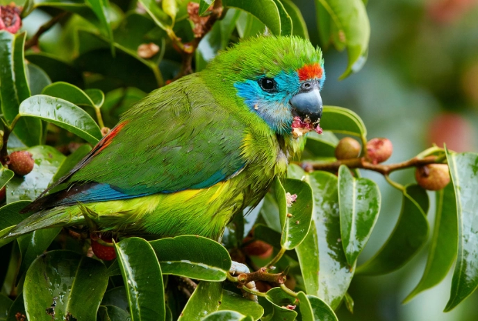 birds with blue eye rings