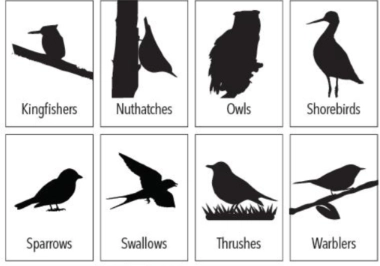 bird silhouette guide