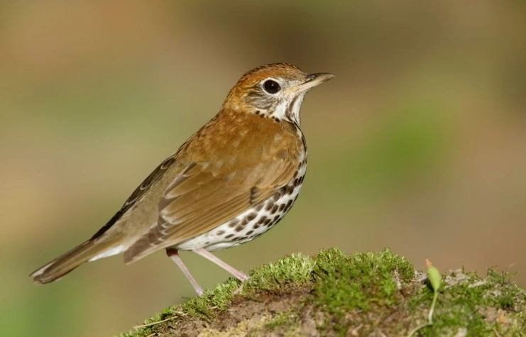 bird identification by age and sex california