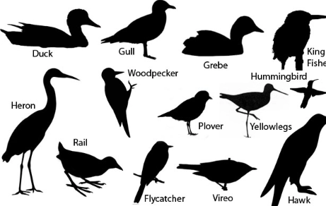 bird identification by silhouette