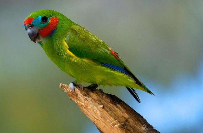 Blue ring around eyes bird