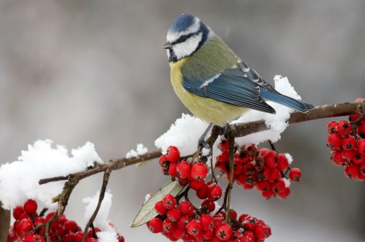 beautiful winter birds beautiful winter birds