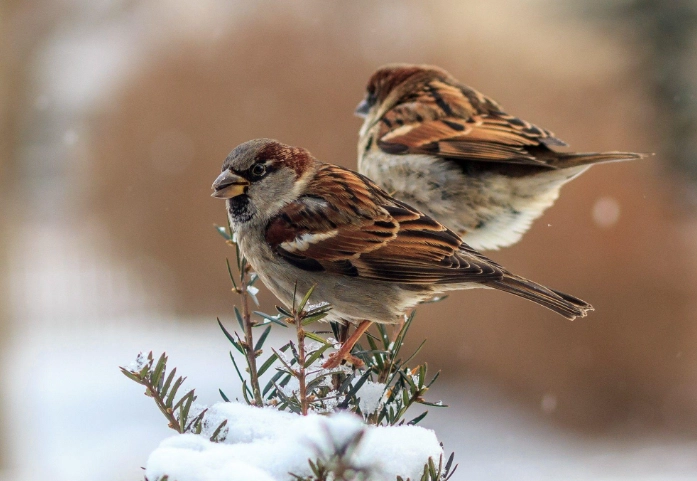 beautiful winter birds beautiful winter birds