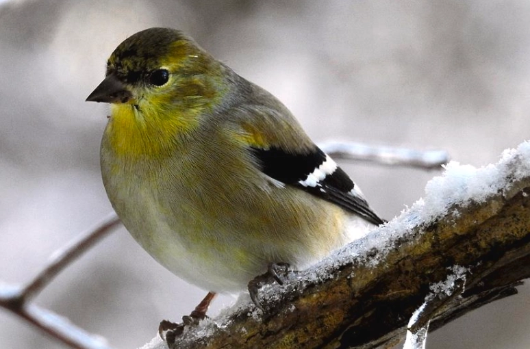 winter bird identification usa