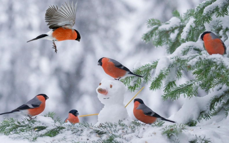 Large winter birds identification Large winter birds identification