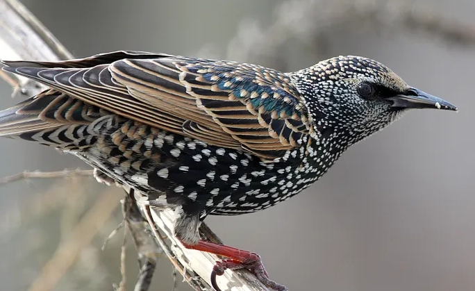 identify birds in winter