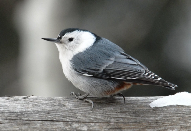 common winter birds common winter birds