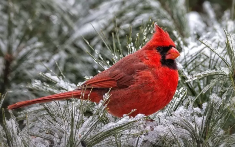 Large birds in winter Large birds in winter