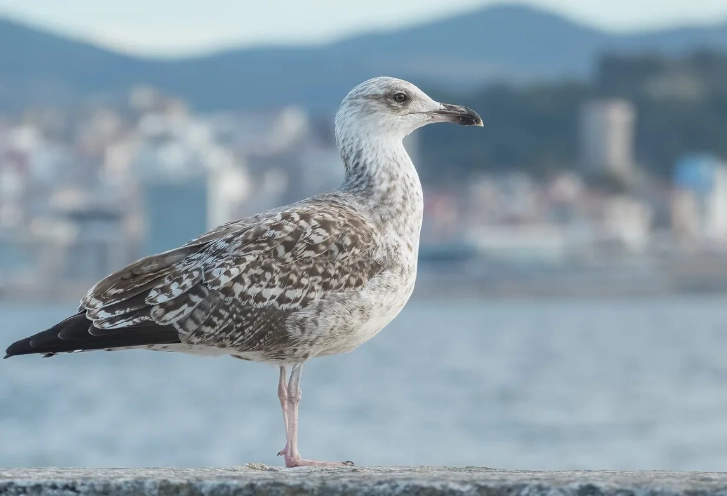 winter bird identification Michigan