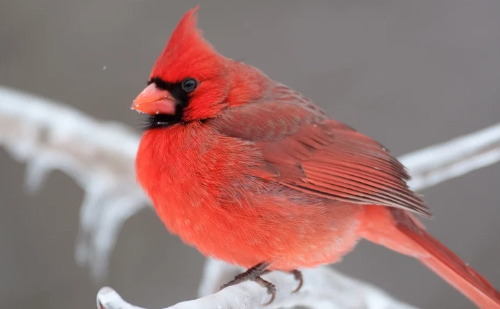 winter plumage birds