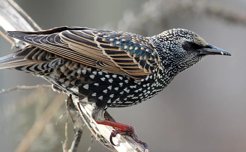 identify birds in winter plumage