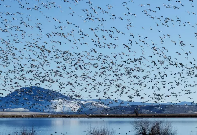 bird migration seasons comparison