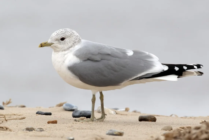 winter bird identification Michigan