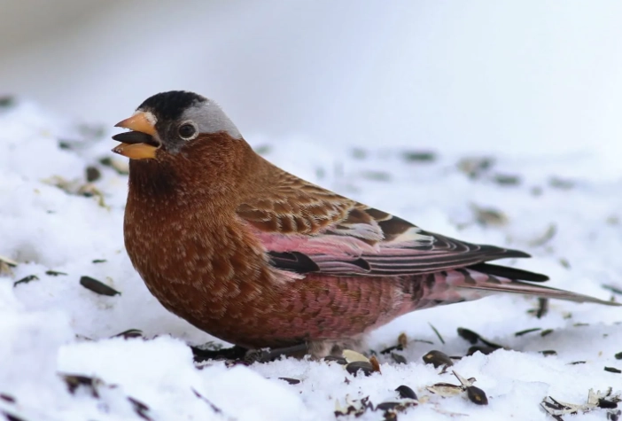 winter birds names winter birds names