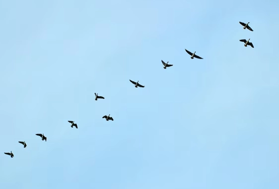 spring migration timing