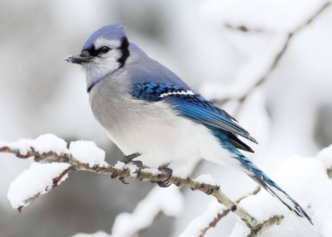 winter birdwatching winter birdwatching
