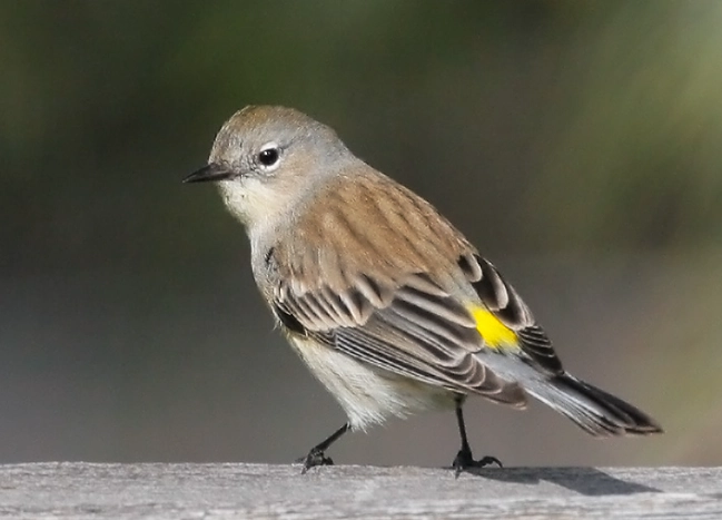 Michigan winter birds