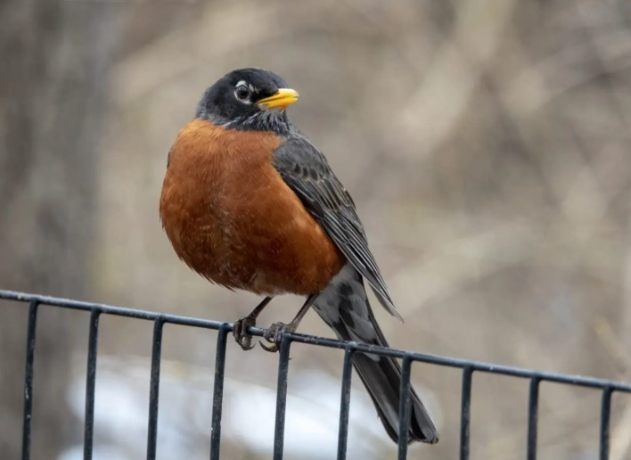 common winter birds common winter birds